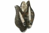 Fossil Goniatite & Orthoceras Sculpture - Morocco #111013-1